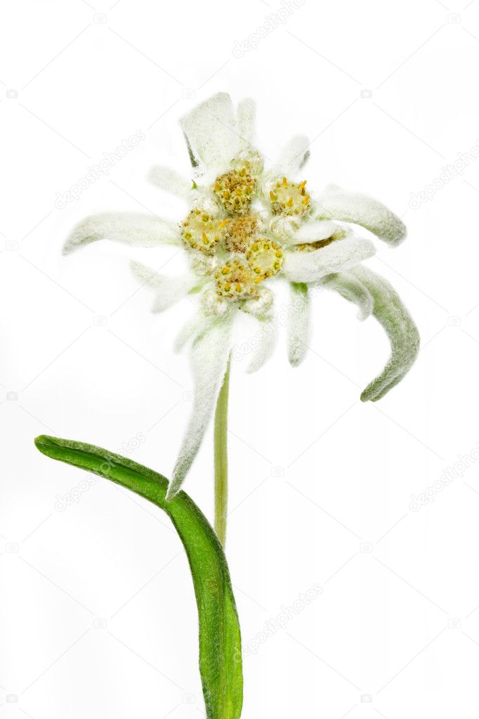 Blooming Edelweiss Flower (Leontopodium alpinum)