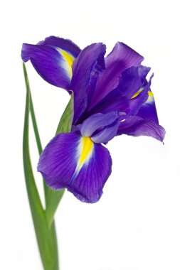 Dark purple iris flowers isolated on white clipart