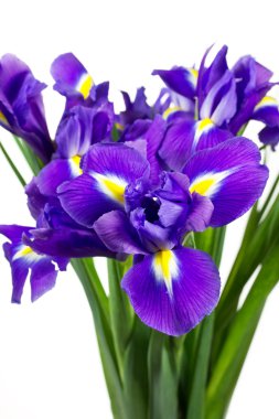 beyaz izole koyu mor iris çiçekler
