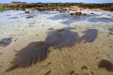 Japweed (Sargassum muticum)