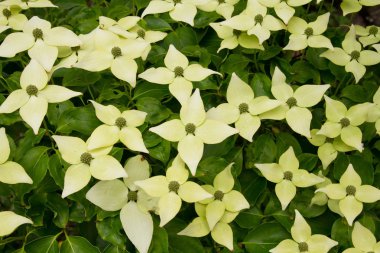 Cornus Kousa (beyaz kızılcık) çiçek