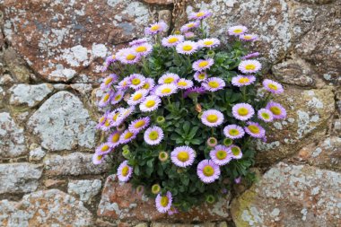 Seaside daisy (Erigeron glaucus) growing on a stone wall clipart