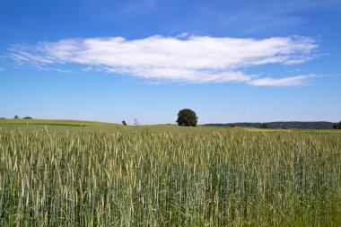 buğday alan Bavyera, Almanya