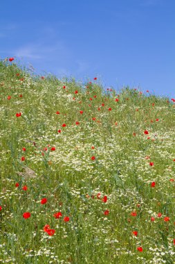 Çiçek papatya (Matricaria chamomilla) ve kırmızı haşhaş (gelincik (bitki))