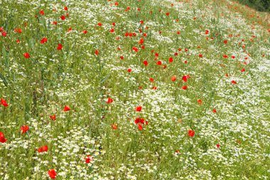 Çiçek papatya (Matricaria chamomilla) ve kırmızı haşhaş (gelincik (bitki))