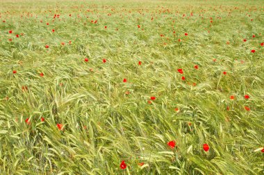 bavaria, Almanya için taze arpa alan (hordeum)