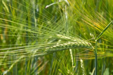 bavaria, Almanya için taze arpa alan (hordeum)