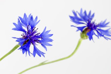 Çiçek açan peygamberçiçeği (Centaurea cyanus)