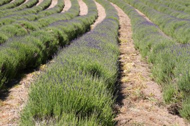 Channel Islands üzerinde tarım lavanta (Lavandula angustifolia)