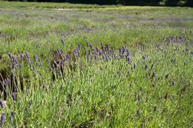 Channel Islands üzerinde tarım lavanta (Lavandula angustifolia)