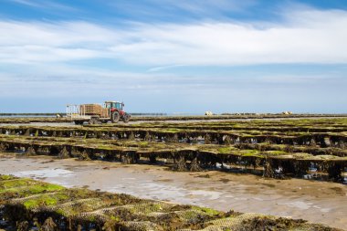 Kanal Adası, jersey, İngiltere'de offshore yatak istiridye