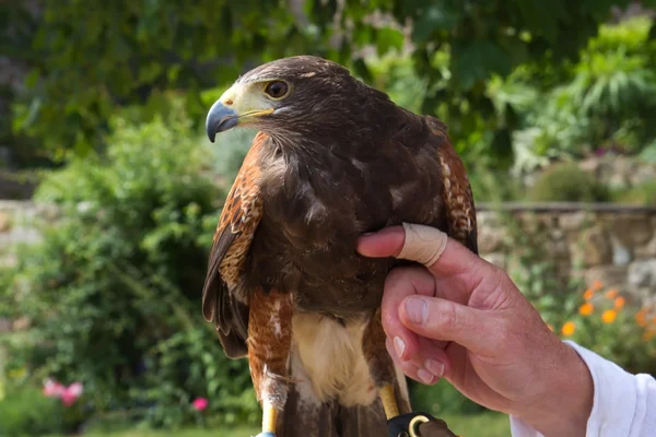 Falcon (Falco) — Stock Photo, Image