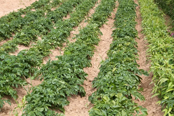 Potatoe Cultivation on the Channel Islands (Jersey, UK) — Stock Photo, Image
