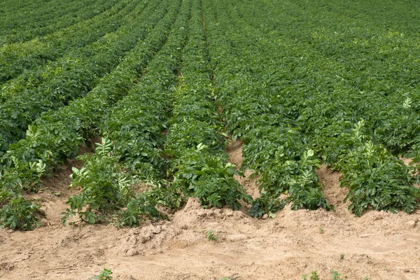 Potatoe Cultivation на Нормандских островах (Джерси, Великобритания) ) — стоковое фото
