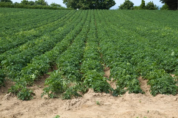 Pěstování brambor na Normanské ostrovy (jersey, Velká Británie) — Stock fotografie