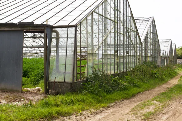 Interiér opuštěné skleníku na jersey, Velká Británie — Stock fotografie