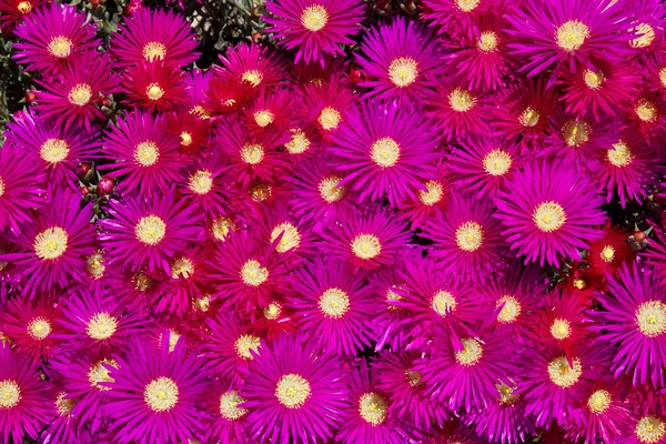 Květu rostlin ledu (Lampranthus spectabilis) — Stock fotografie