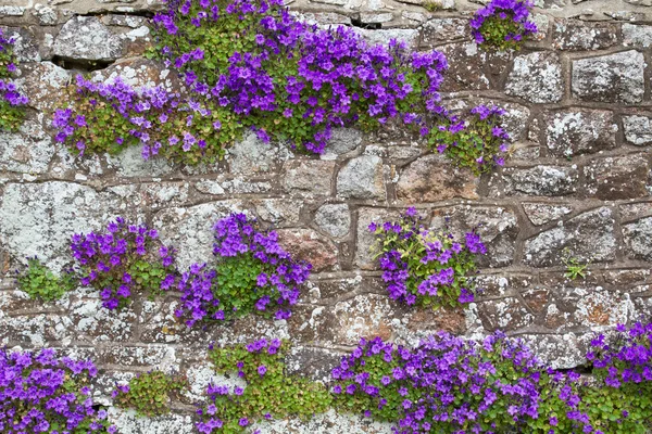 Adria Bellflower (çan çiçeği portenschlagiana) — Stok fotoğraf