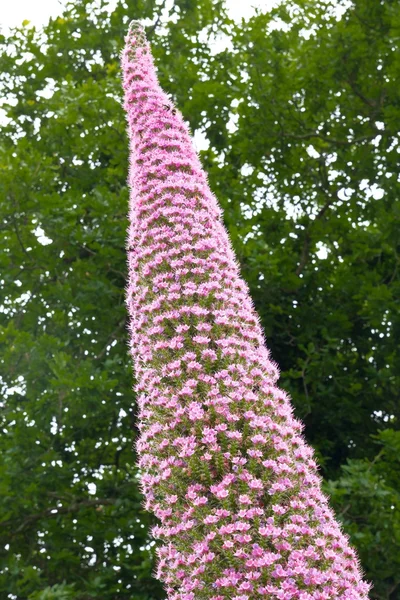 Trots van Madeira bloemen (Echium Pininana) — Stockfoto