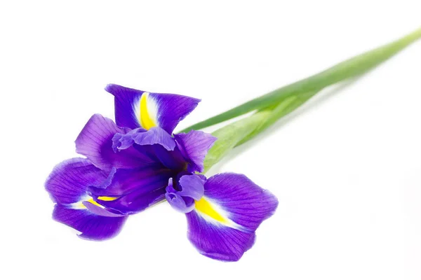 stock image Dark purple iris flowers isolated on white