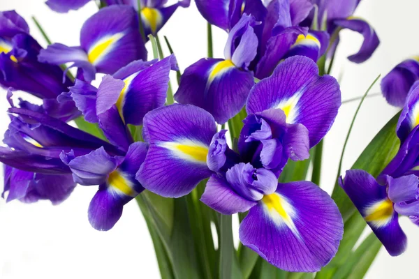 Iris violet foncé fleurs isolées sur blanc — Photo