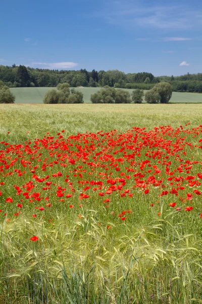 Blooming poppy field (Papaver Rhoeas) i Bayern, Tyskland – stockfoto
