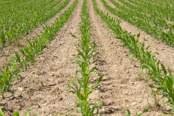 Pole kukurydzy młodych z uprawy liści — Zdjęcie stockowe
