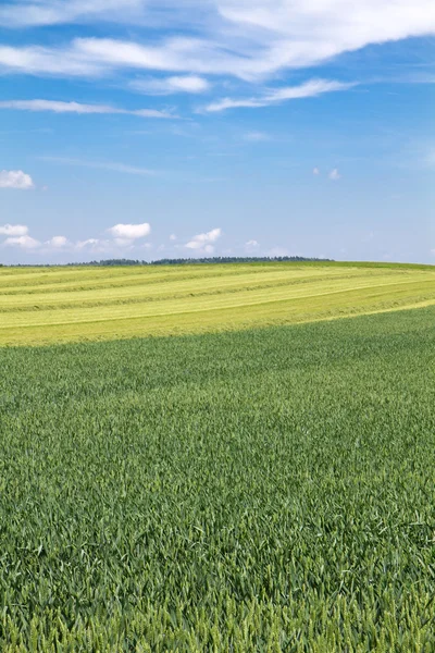Pšeničné pole v Bavorsku, Německo — Stock fotografie