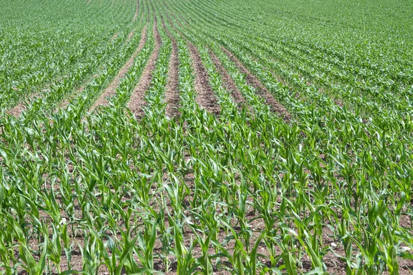 Campo de maíz joven con hojas en crecimiento — Foto de Stock