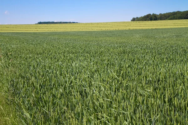 Campo de trigo en Baviera, Alemania — Foto de Stock