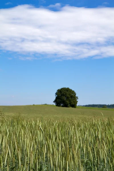 Pole pszenicy, w Bawarii, Niemcy — Zdjęcie stockowe