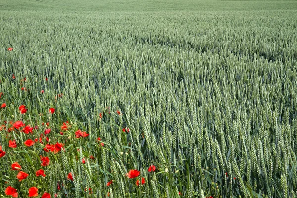 Campo de trigo na Baviera, Alemania — Fotografia de Stock