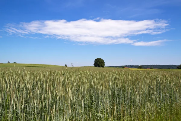Pole pszenicy, w Bawarii, Niemcy — Zdjęcie stockowe