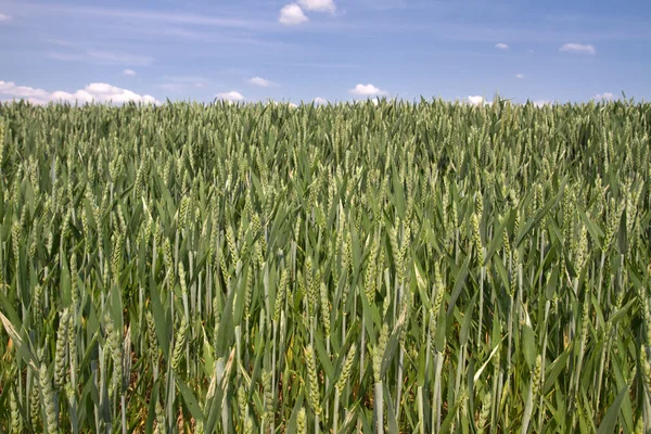 Wheat field in Bavaria, Germany — Stock Photo, Image