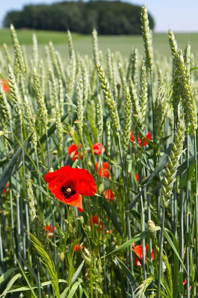Маки перед пшеничным полем в Баварии, Германия — стоковое фото