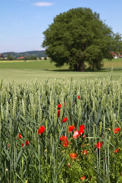 Vallmo framför ett vete fält i Bayern, Tyskland — Stockfoto
