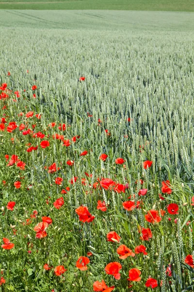 ケシ、ドイツ バイエルン州の小麦畑の前で — ストック写真