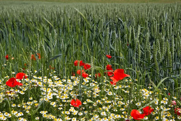 Маки перед пшеничным полем в Баварии, Германия — стоковое фото