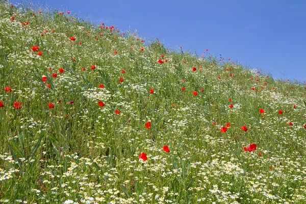 Camomilla fiorita (Matricaria chamomilla) e papaveri rossi (Papaver Rhoeas ) — Foto Stock