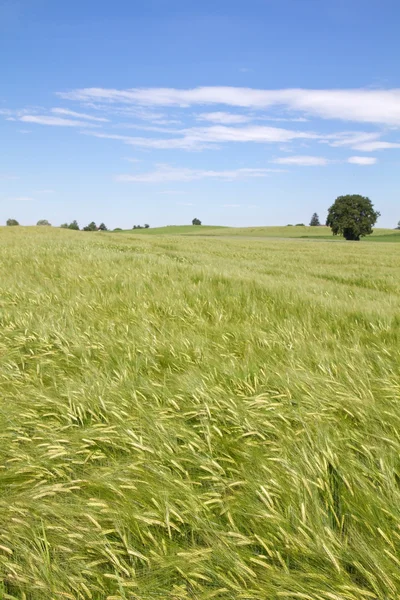 新鮮な麦畑 (オオムギ)、ドイツ バイエルン州 — ストック写真