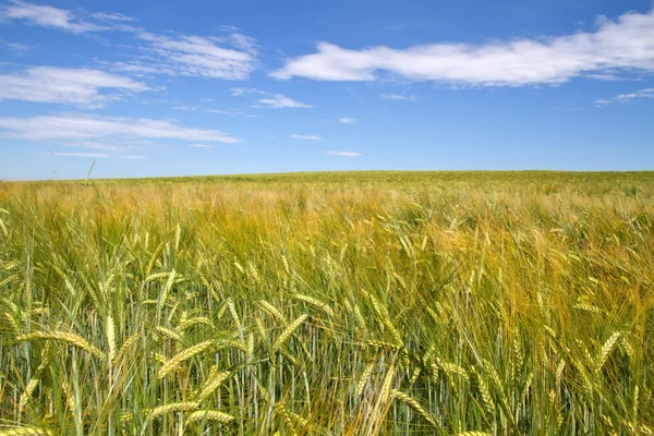 Fresh barley field (Hordeum) in Bavaria, Germany — Stock Photo, Image