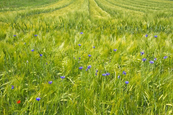 Campo de cebada fresca (Hordeum) en Baviera, Alemania —  Fotos de Stock