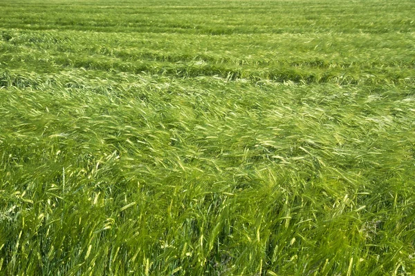 新鮮な麦畑 (オオムギ)、ドイツ バイエルン州 — ストック写真