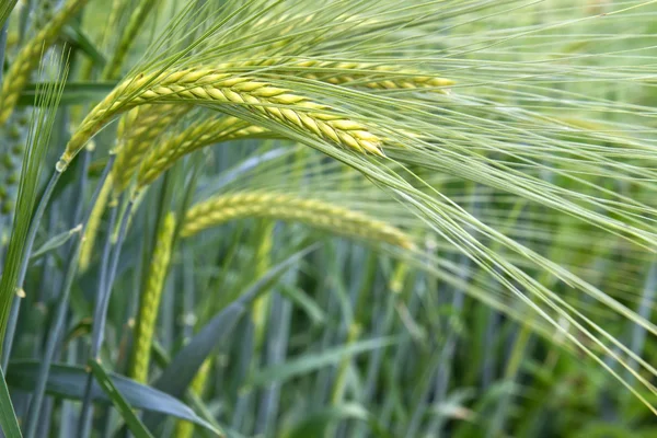 Färskt korn fältet (hordeum) i Bayern, Tyskland — Stockfoto