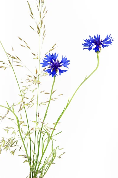 Bleuet en fleurs (Centaurea cyanus ) — Photo