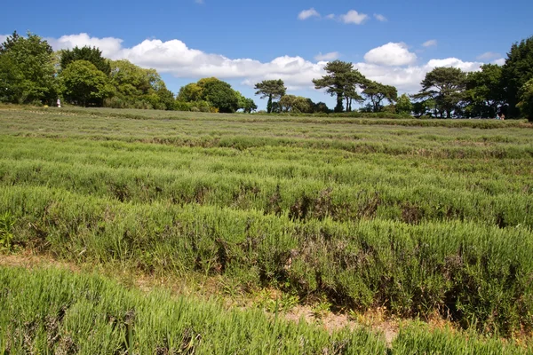 Lavendel (Lavandula angustifolia) jordbruk på Kanalöarna — Stockfoto