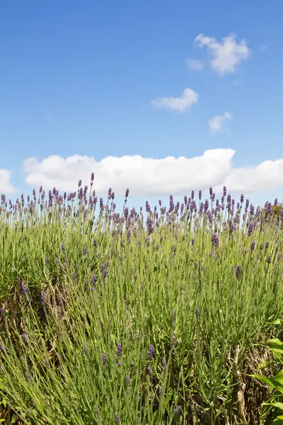 Lavendel (Lavandula angustifolia) landbouw op de Kanaaleilanden — Stockfoto