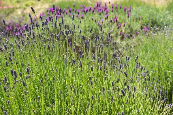 Lavendel (Lavandula angustifolia) jordbruk på Kanalöarna — Stockfoto
