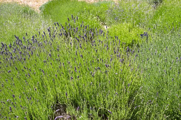 Lavendel (Lavandula angustifolia) landbouw op de Kanaaleilanden — Stockfoto