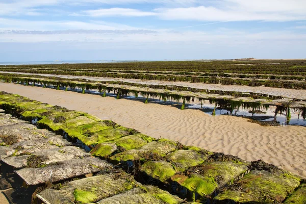 Oyster beds offshore the channel island of Jersey, UK — Stock Photo, Image